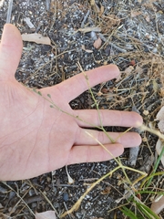 Trachyandra chlamydophylla