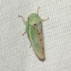 Hamana dictitoria