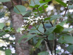 Viburnum lautum