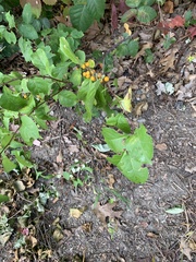 Celastrus orbiculatus