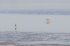 Limosa