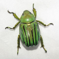 Chrysina gloriosa