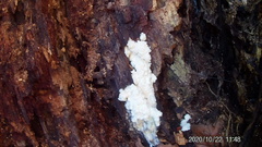 Brefeldia maxima