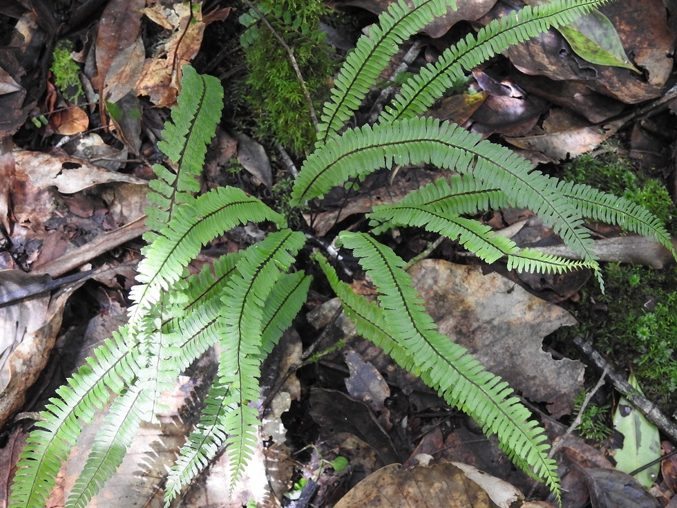 Asplenium heterochroum