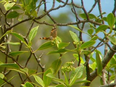 Vanessa tameamea