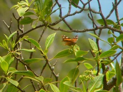 Vanessa tameamea