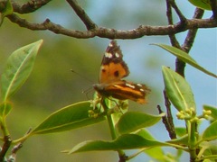 Vanessa tameamea