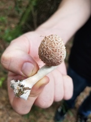 Boletellus ananas image