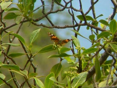 Vanessa tameamea