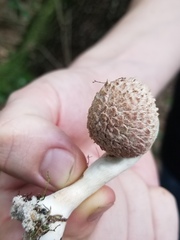 Boletellus ananas image