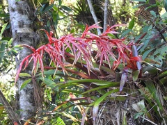 Tillandsia guatemalensis