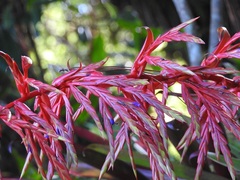 Tillandsia guatemalensis