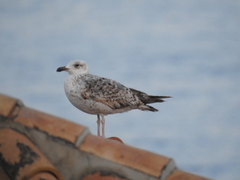 Larus michahellis michahellis