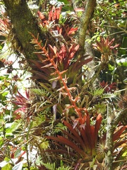 Tillandsia guatemalensis