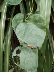 Tinospora sinensis