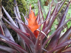 Tillandsia ponderosa