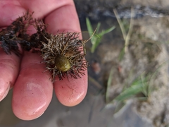 Utricularia australis