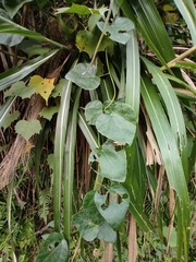Tinospora sinensis