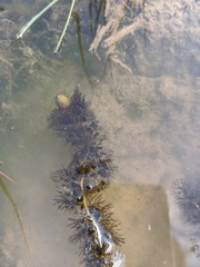 Utricularia australis