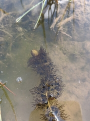 Utricularia australis