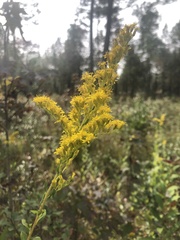 Solidago latissimifolia
