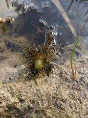 Utricularia australis