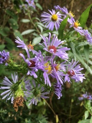Symphyotrichum
