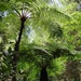 Tree Ferns and Allies - Photo (c) Neptalí Ramírez Marcial, some rights reserved (CC BY-NC)