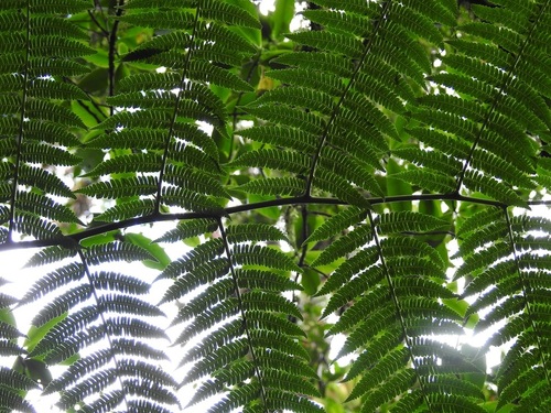 Cyathea fulva, photograph 1