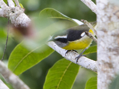 Coereba flaveola