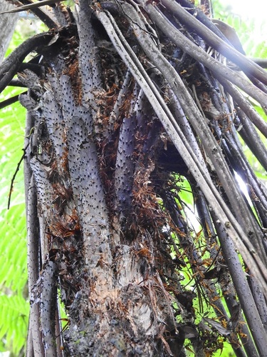 Cyathea fulva, photograph 2