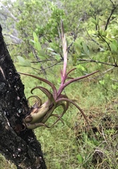 Tillandsia paucifolia