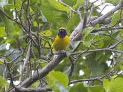 Euphonia trinitatis