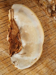 Ganoderma
