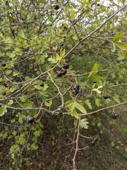 Crataegus pentagyna