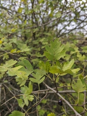 Crataegus pentagyna