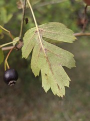 Crataegus pentagyna