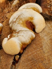 Ganoderma