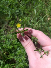 Potentilla argentea