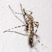 Aedes alternans - Photo (c) Ian McMillan, μερικά δικαιώματα διατηρούνται (CC BY-NC), uploaded by Ian McMillan