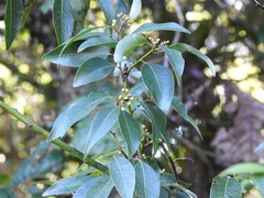 Litsea glaucescens