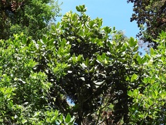 Magnolia sharpii