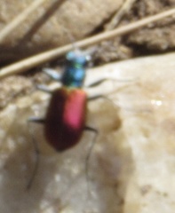 Cicindela scutellaris scutellaris