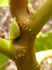 Touchardia latifolia