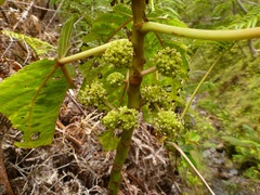 Touchardia latifolia