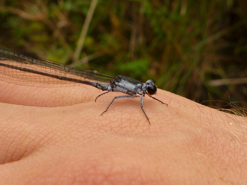 Frosty Hawaiian Damselfly
