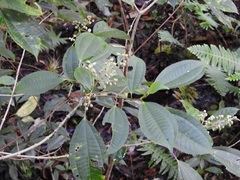 Miconia glaberrima