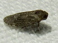 Opsiplanon luella
