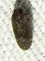 Opsiplanon luella