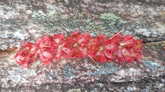 Drosera tomentosa